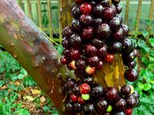 Forget the name of this tropical fruit which grows on the bark!