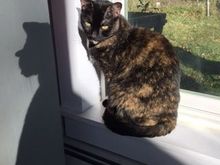 Pippi with Jughead shadow