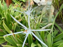 Some variety of Agapantha.