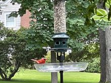 My cardinal friend stopping by to say howdy. 