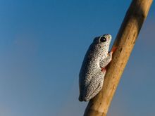 Painted Reed frog