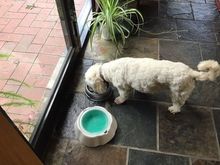 Madam got a bit, too, loves ice cream. Hence the pot belly…