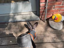 She has a harness and leash