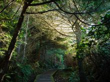 Pacific Rim park has numerous superb walking trails, but none match the Wild Pacific Trail, the pride of Ukee.