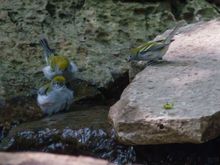 Chestnut-sided warblers - mom keeping an eye on 2 of her 3 babies