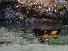 American Redstart (male) side view