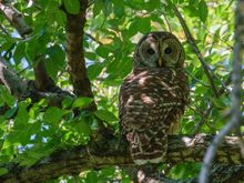 Great Barred Owl (it's huge!)