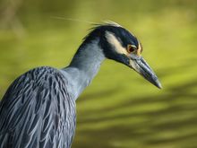 Yellow-crowned Night Herron
