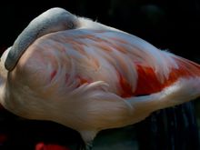 Awww - at the Bird Park