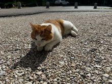 We made a few friends around Colfosco