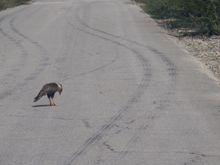 Crested caracara staring at his toes. 
