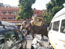 More Jaipur traffic.