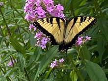 This butterfly had a partner but I couldn’t get a good photo of both of them. 