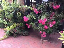 Oleander survives the heat/ dry giving reliable colour over summer
