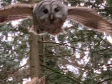 Unfortunately didn’t have my camera just iPhone.