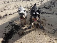The Schnauzers.