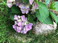 First time blooming as far as I know.