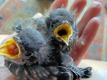 Bob found an abandoned nest in his back yard.