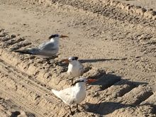 Royal Terns