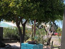 Morning coffee in my front yard under the orange trees. 
