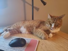 I was not going to do this, but you left me no choice Zig. I now have to brag about how good my grandcat is at catching mice. 