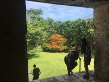 Orange flowering bush (Palenque, Chiapas, Mexico). This one was most common.