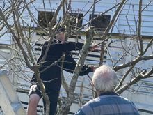 Harry and Grandad pruning a plum tree