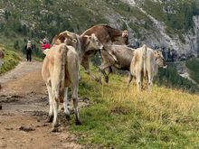 Sure enough, the cows were on the trail--and one was feeling a little bullish