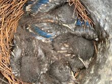 Eyes are now open on Day 8 of life but not likely to fledge for another week.
