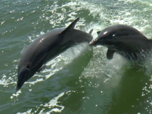 Jumping alongside the boat