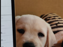 Is it computer time or nap time?