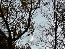 This moon is for Ziggy. 