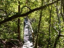 Forest part