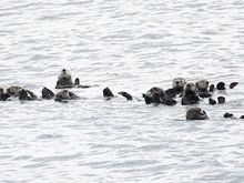 Sea otters