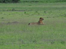 An alert lioness in QE NP
