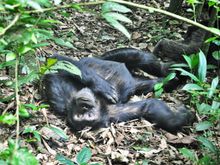 Lazy morning,lolling on the forest floor