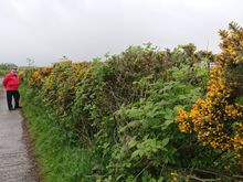 My Italian husband almost looks Irish, with his Donegal woolen cap. 