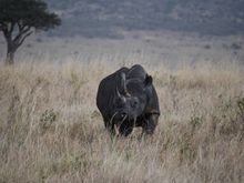 The elusive and endangered black rhino.