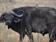 Cape Buffalo