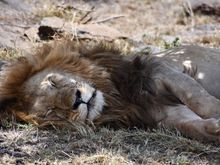 Completely asleep in the shade.