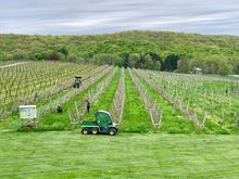 Some of their vineyards. 