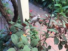 Precarious perch