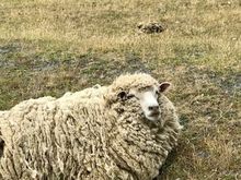 Sorry, but these are ugliest sheep we’ve seen