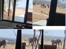 Watching from bed as they walk up to the watering hole and then exit to the right, past my cottage.  Amazing experience!