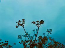 Celery flowers