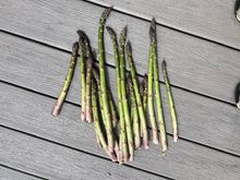 First picking of asparagus!