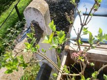 My lilacs are going to bloom at last!