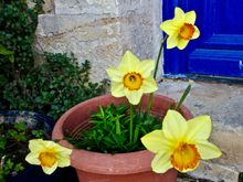 Daffodils at the doorstep