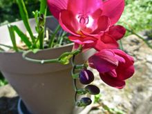 Another one that just popped up in an old pot - what is it?