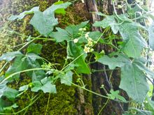 No idea what this vine is, but when it's in full flower (not today - it's too cloudy), it's really pretty